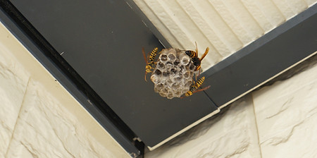住宅に巣を作っているハチ