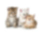 子猫