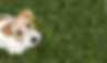 犬