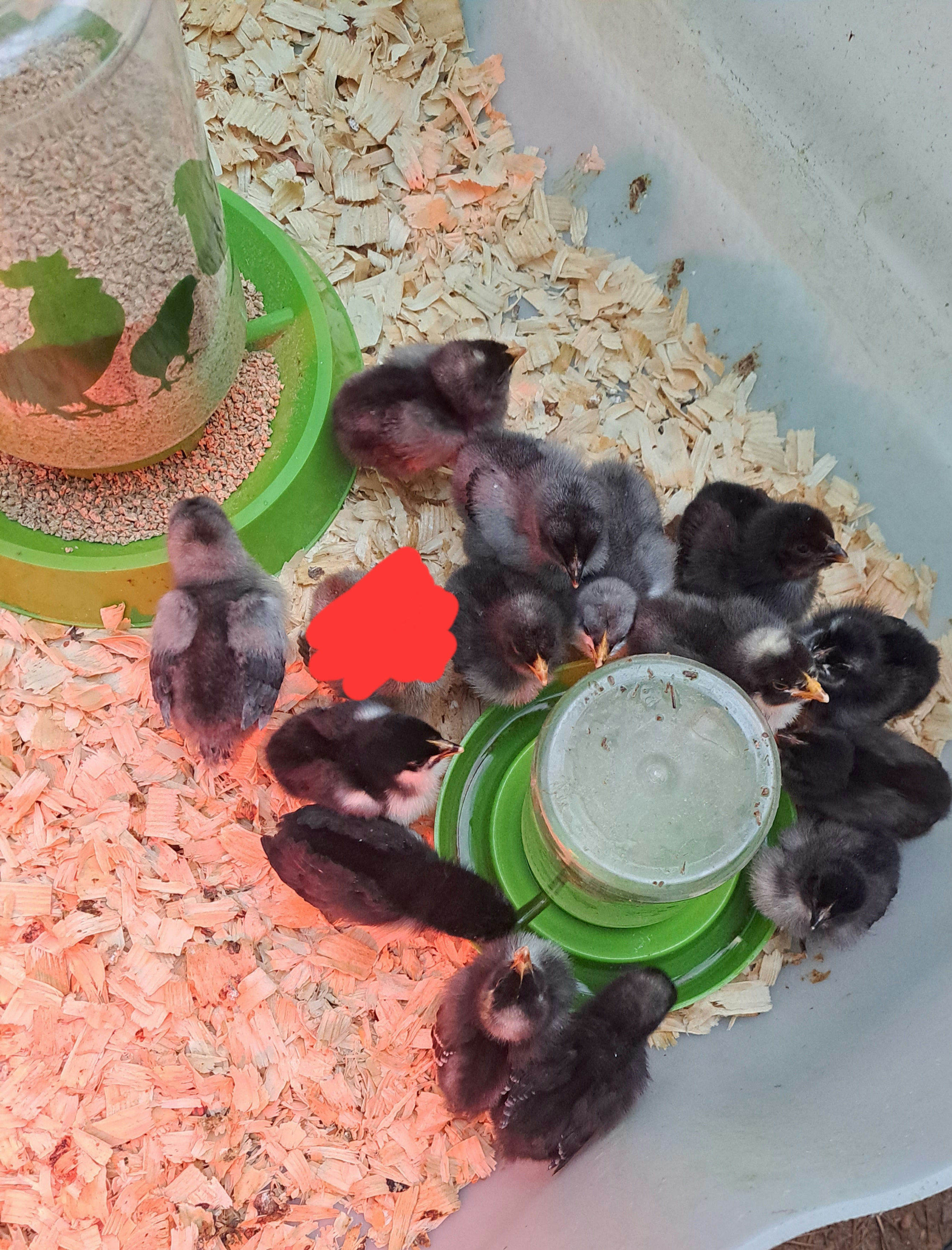 Splash Marans