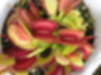 VFT No 8
