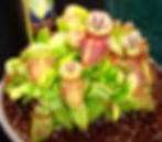 Albany Pitcher Plant