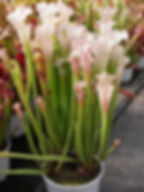 Sarracenia leucotricha