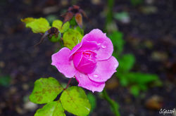 Un soir de pluie...