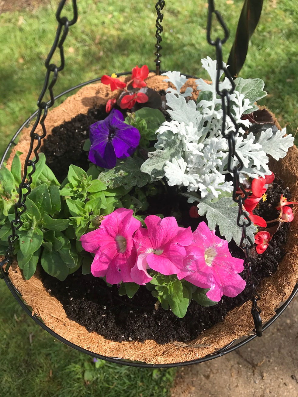 Summer annual planters with brightly colored plants 