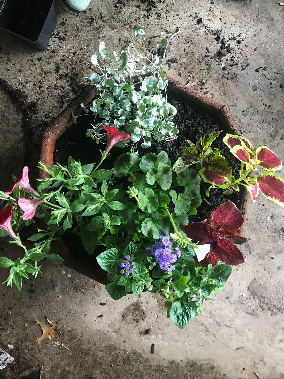 Thumbnail: Summer annual planters with brightly colored plants 