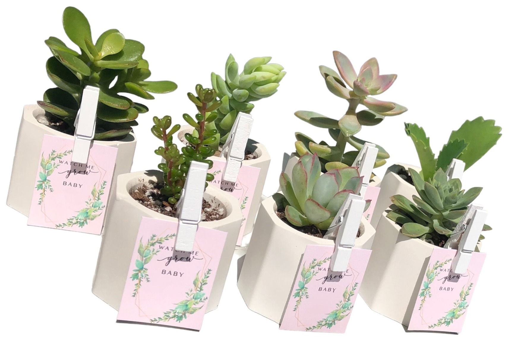 Succulent favours
