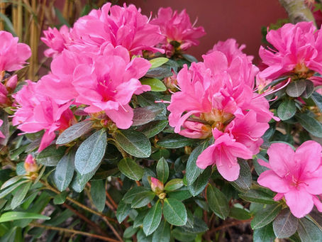 lush radiant planting pink