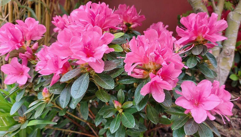 üppige strahlend rosa Bepflanzung