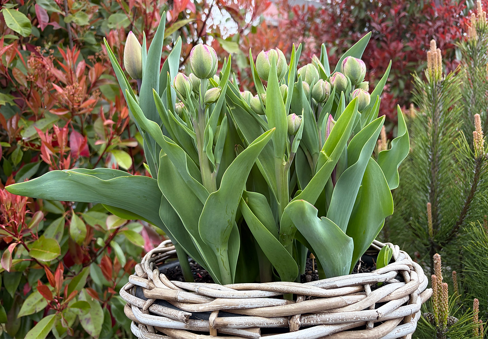 Layered garden planting with tulips in a planter just beginning to open, backed by Photinia, Pinus mugo, and Acer shrubs