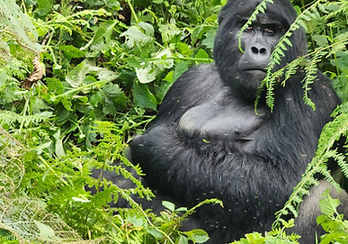 Gorilla in Bwindi.jpg