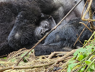 Gorilla laying down