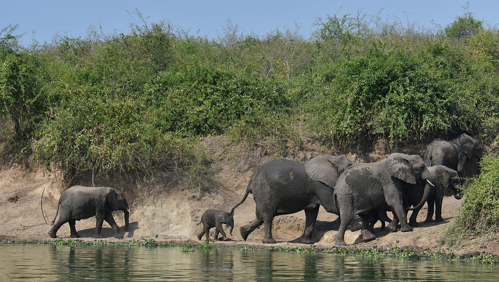 Elephant Family