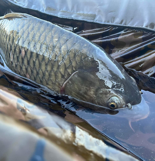 Carpe Guidage Pêche France