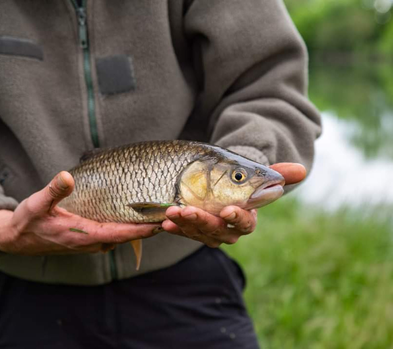 Pêche chevesne - carnassier - guidage - animations