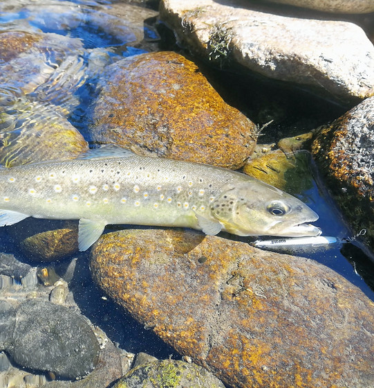 Truite Guidage Pêche France