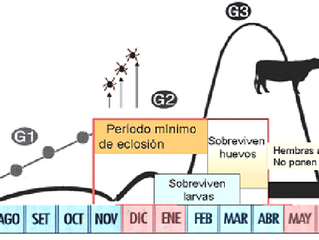 Importante empezar en agosto los tratamientos para el control de la garrapata.
