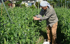 多摩・八王子江戸東京野菜研究会|収穫