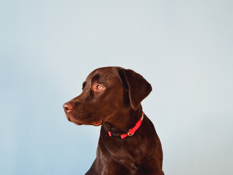 תת פעילות של בלוטת התריס ("היפותירואידיזם") בכלבים