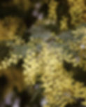 Copy of Copy of Title posts feed (2).jpeg