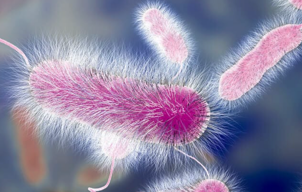 Microscopic Legionella bacteria for testing range.