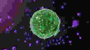 A mast cell releasing histamine