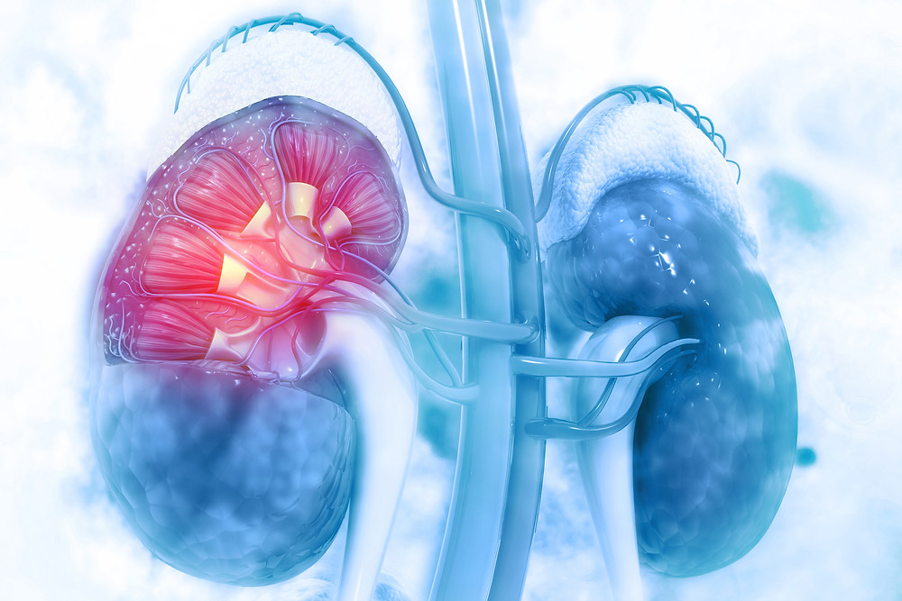 a cross section of kidneys with adrenal glands