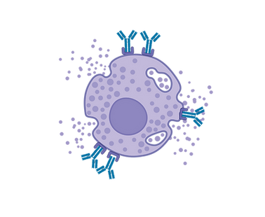 Created in BioRender. Lum, S. (2025) https://BioRender.com/xfm99qs