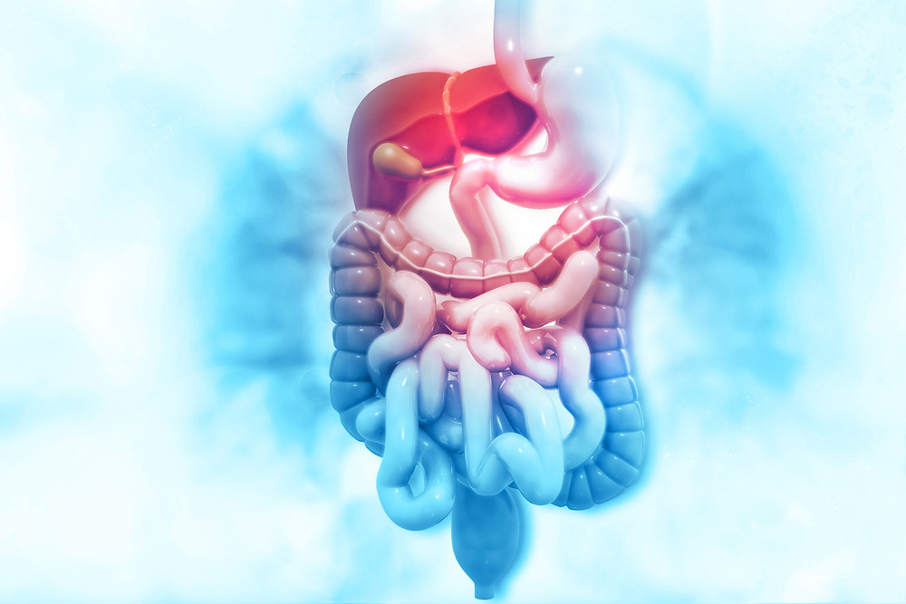 a digestive tract and liver