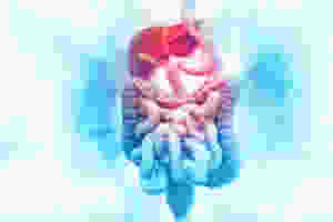 a digestive tract and liver