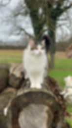 Merlin