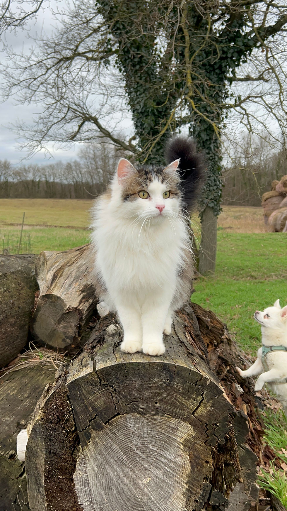 Merlin