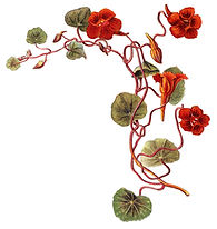 Flores de la acuarela