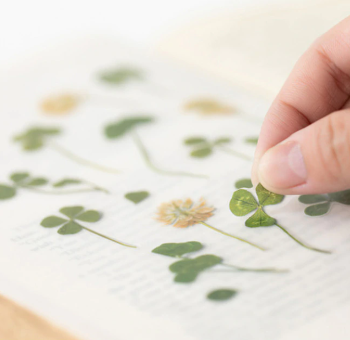 Thumbnail: Appree Pressed Flower Sticker - Four Leaf Clover