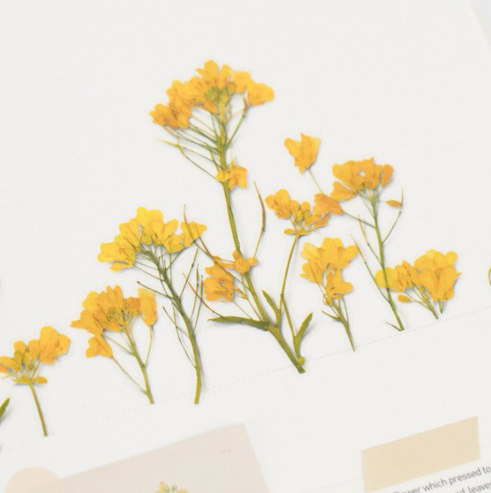 Thumbnail: Appree Pressed Flower Sticker - Rapeseed