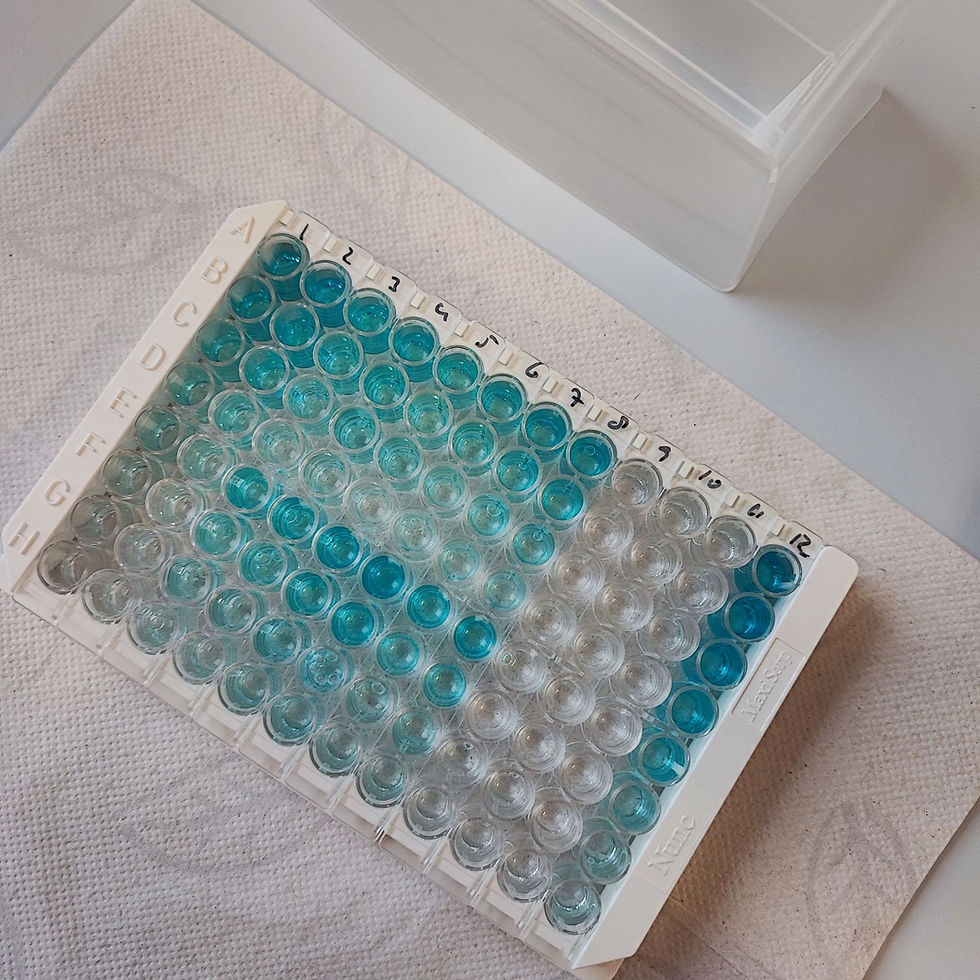 Caption: Array for ELISA test. Photo: Hannah Wolf