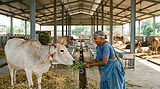 Caretaker_tending_Indian_3_.jpeg