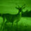 Thumbnail: NIGHT SPIRIT MP-2