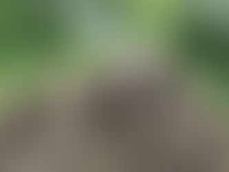 Adopter ? Oui, mais pas n'importe comment !