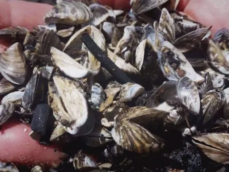 Aquatic invasive species remain a concern for Saskatchewan’s Ministry of Environment