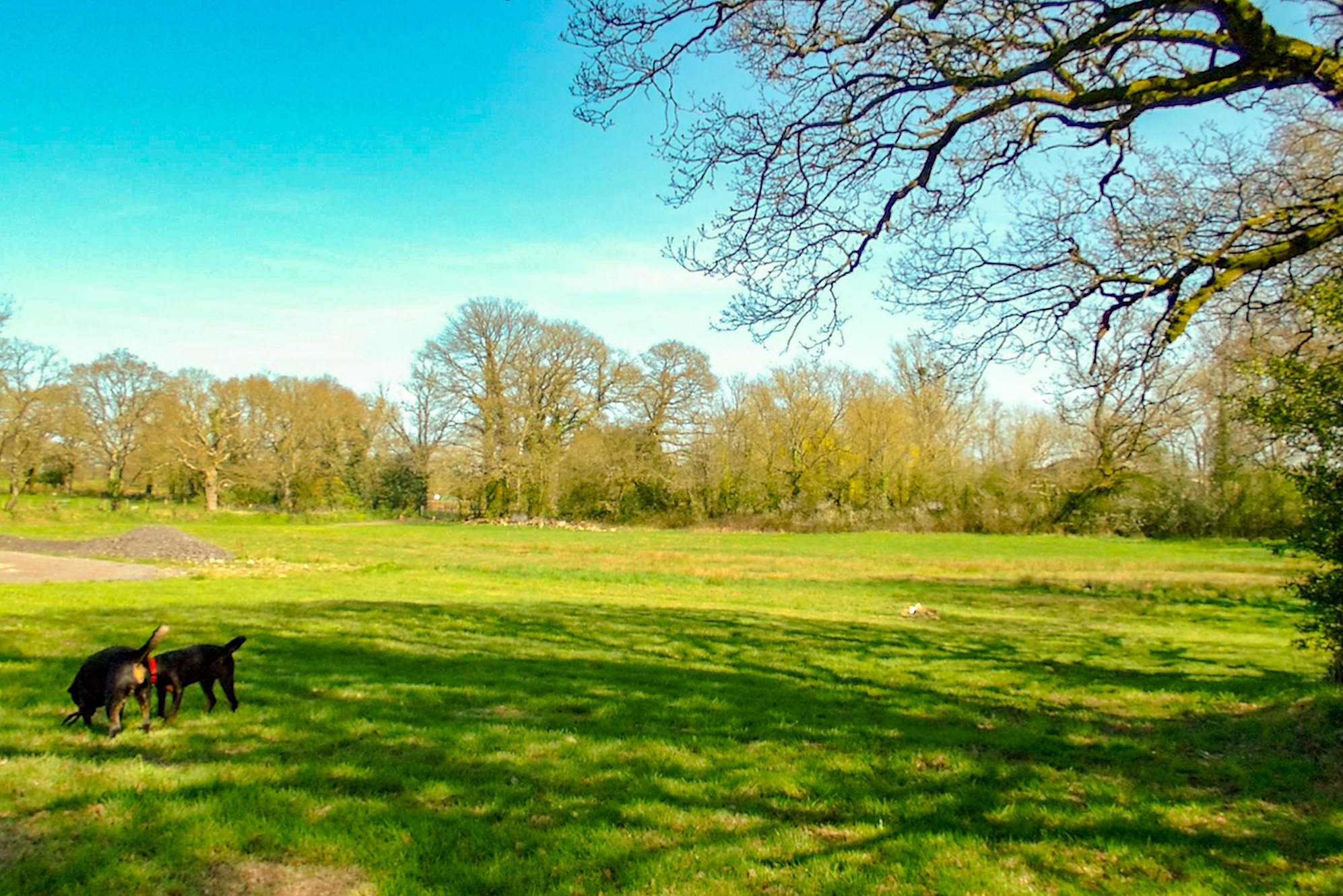 Meadowtreefarm