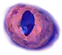 calliopeeye3_edited_edited_edited_edited
