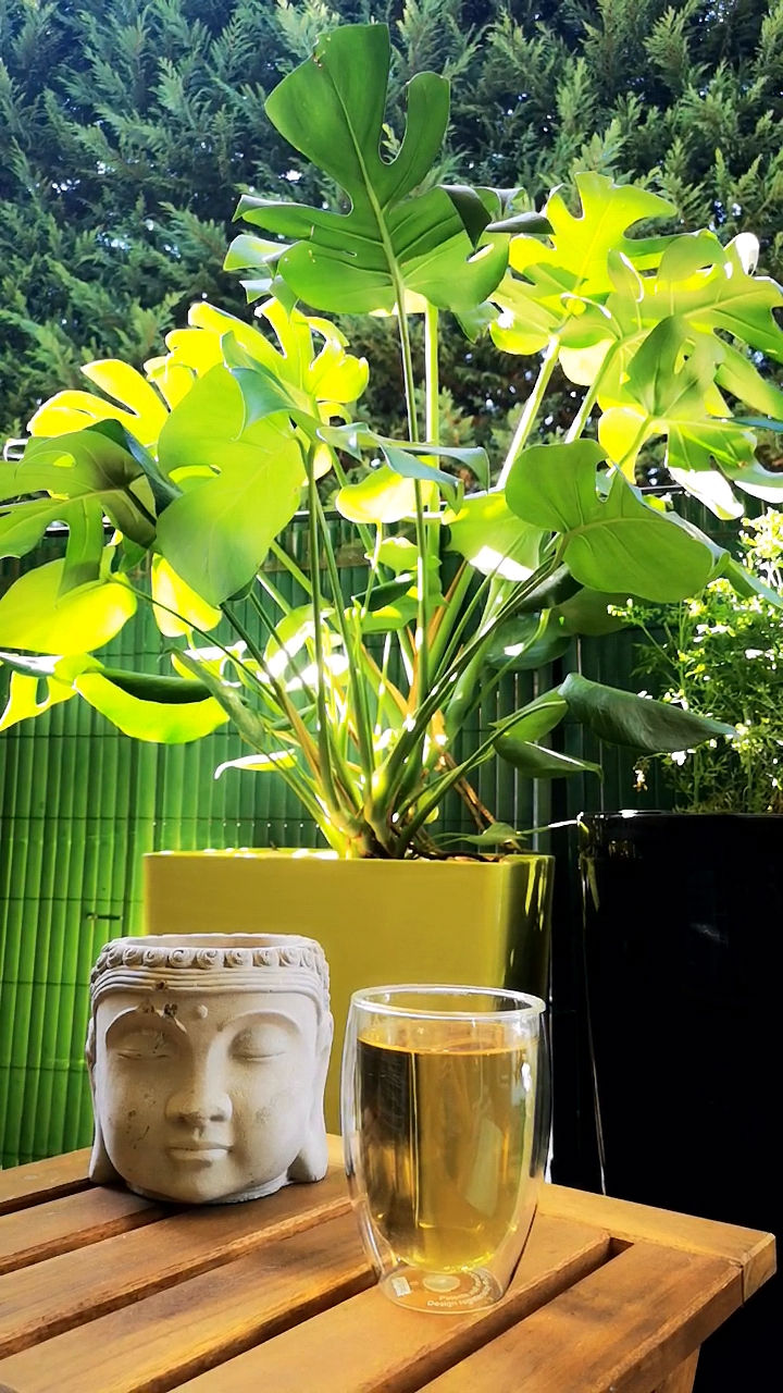 🌿 Partilha Interior… O Ego Voa