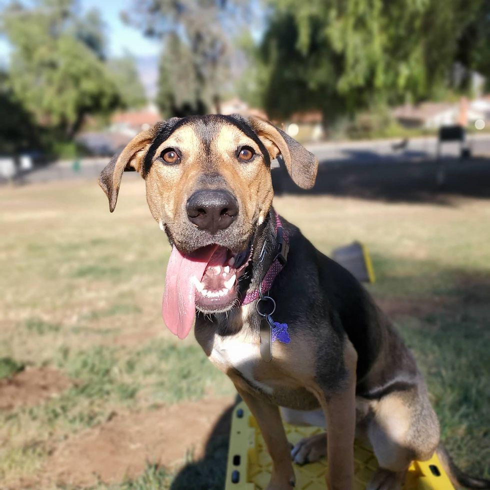 Happy dog during puppy training in Inland Empire