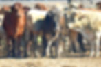 Farm Cam 4G