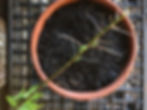 Thumbnail: Weeping Willow Tree  (Salix Babylonica)
