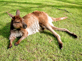 Kangaroos03.jpg