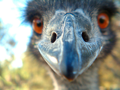 Emu00c.jpg