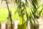 Indoor Willow Tree