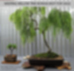 Weeping Willow Bonsai
